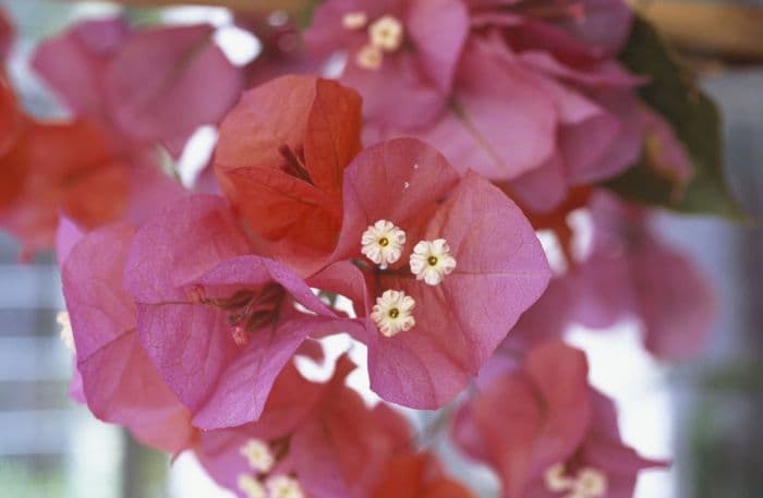 bougainvillea [Camarillo Fiesta]