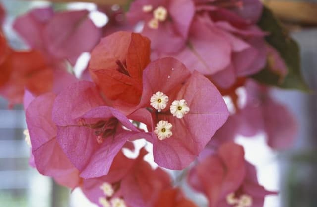 Bougainvillea [Camarillo Fiesta]