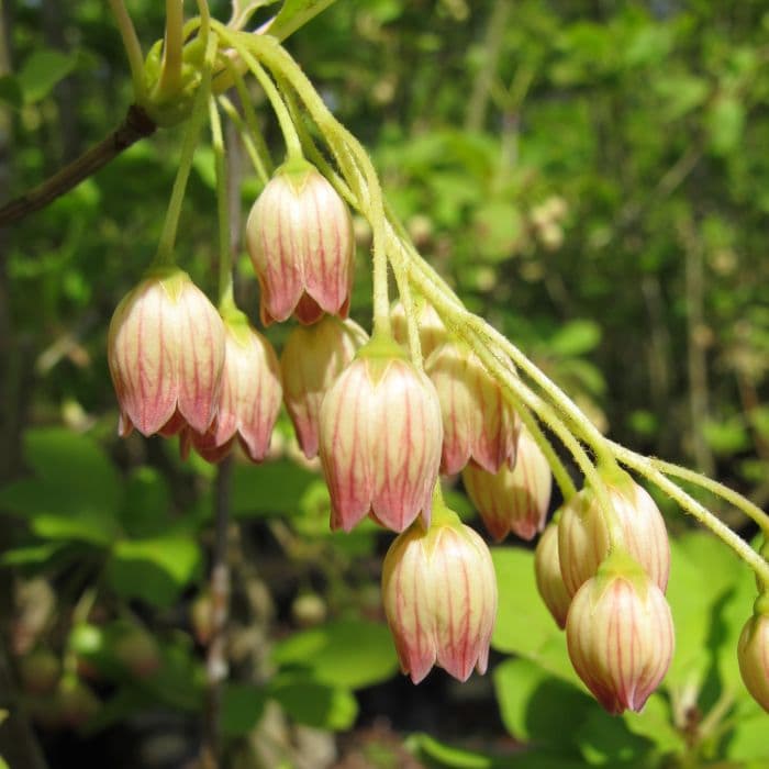 Chinese enkianthus