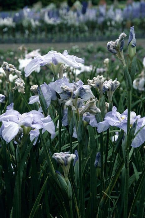 Japanese water iris 'Continuing Pleasure'