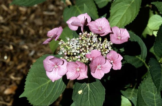 Hydrangea 'Möwe'