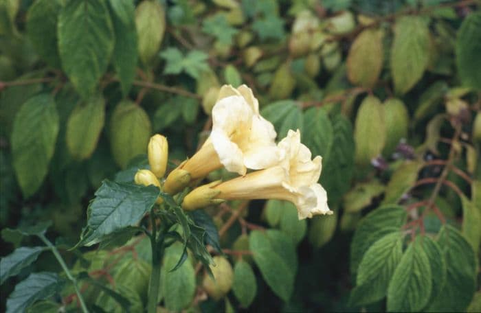 yellow trumpet vine