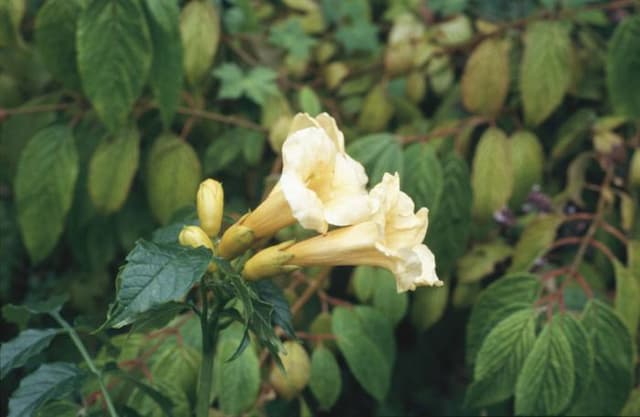 Yellow trumpet vine