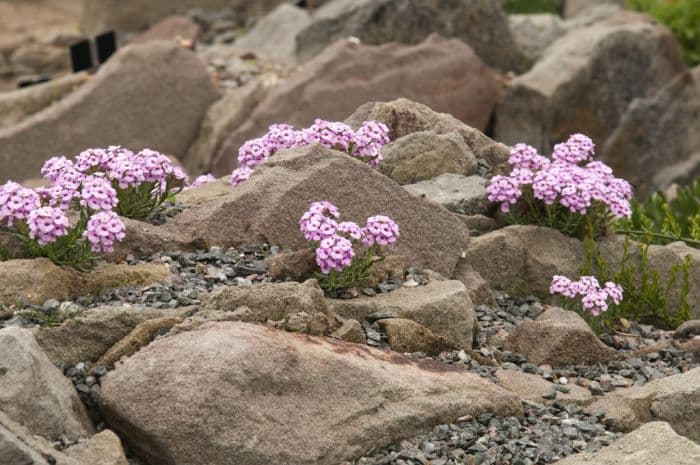 Turkish stone cress