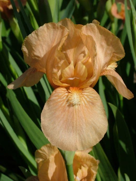 Iris 'Apricot Drops'