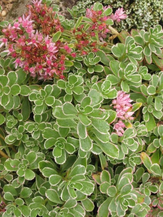 crimson stonecrop 'Tricolor'