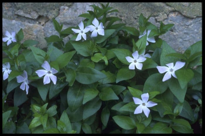 intermediate periwinkle