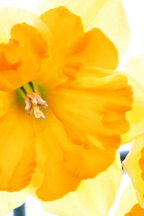 Daffodil 'Gillan'