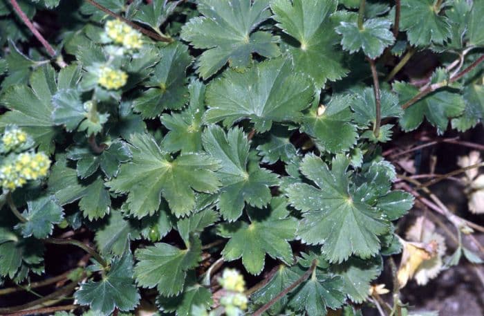 dwarf lady's mantle