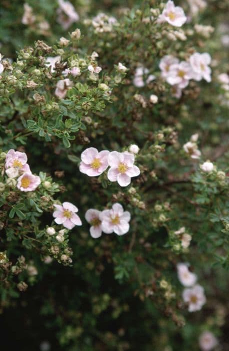 Shrubby cinquefoil 'Sophie's Blush'