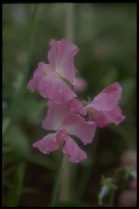 Sweet pea 'Aunt Jane'