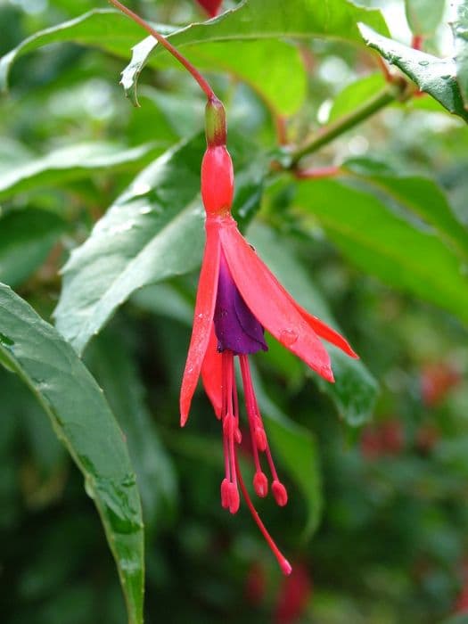 Hatschbach's fuchsia