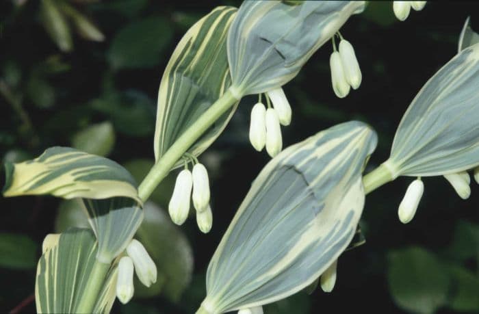 angular Solomon's seal 'Variegatum'
