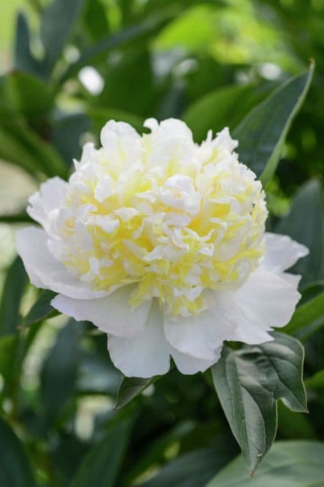 peony 'Top Brass'