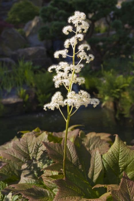 Rodgers' bronze-leaf 'Rotlaub'