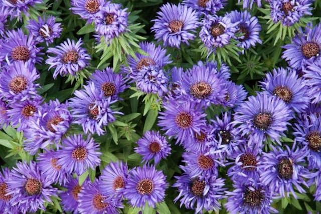 Michaelmas daisy 'Purple Dome'