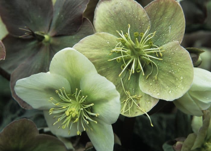 Eric Smith's hellebore