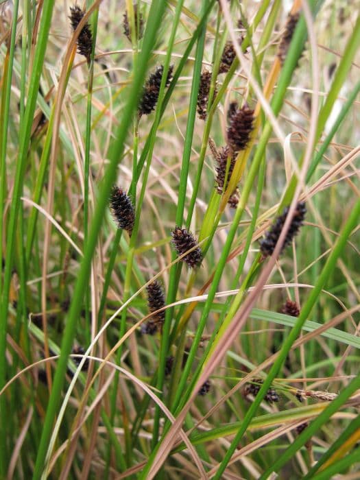 teasel sedge