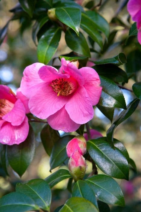 camellia 'Saint Ewe'