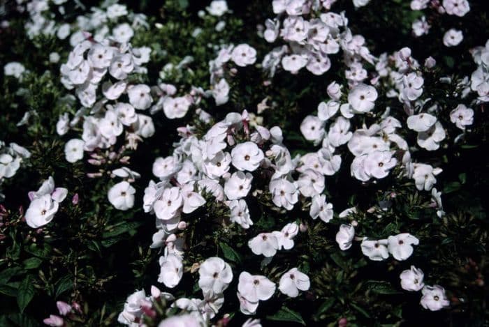 perennial phlox 'Mother of Pearl'