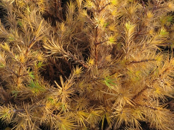 Japanese larch 'Nana'