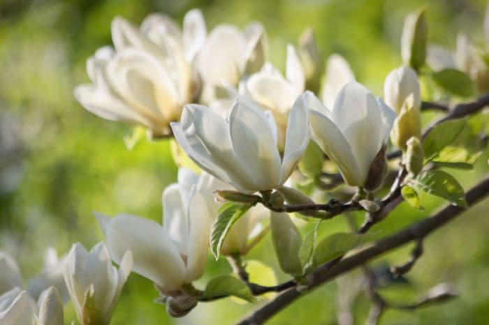 magnolia 'Yellow Fever'