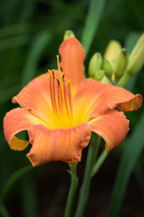 daylily 'I Love to Tell the Story'