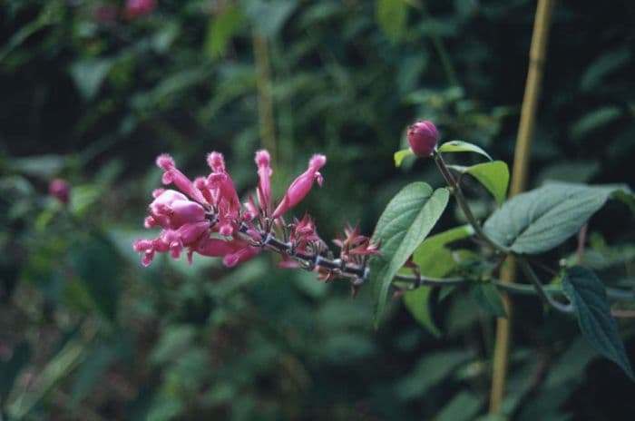 rosy-leaf sage 'Boutin'