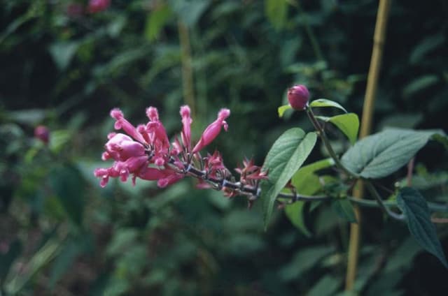 Rosy-leaf sage 'Boutin'