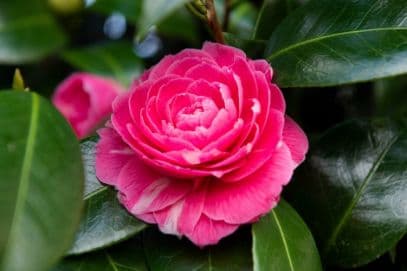 Japanese Camellia 'Pink Dawn'