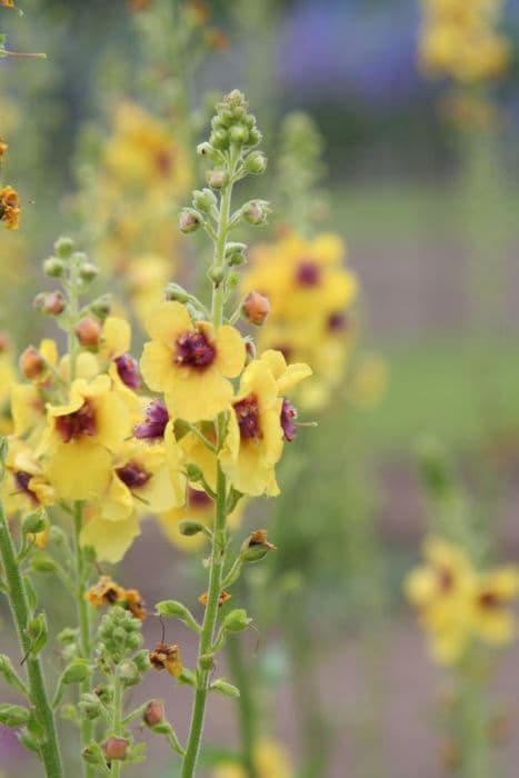 mullein 'Cotswold Queen'