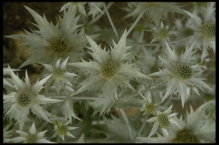 tall eryngo 'Silver Ghost'