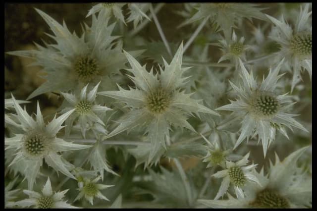 Tall eryngo 'Silver Ghost'