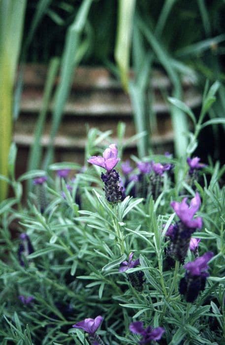 French lavender