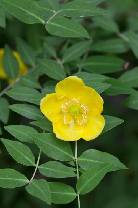 Lancastrian St John's wort