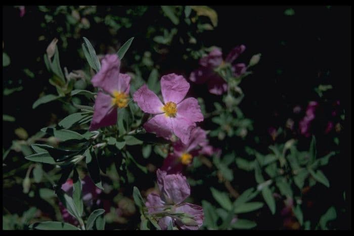 rock rose 'Jester'