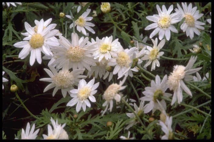 marguerite 'Qinta White'