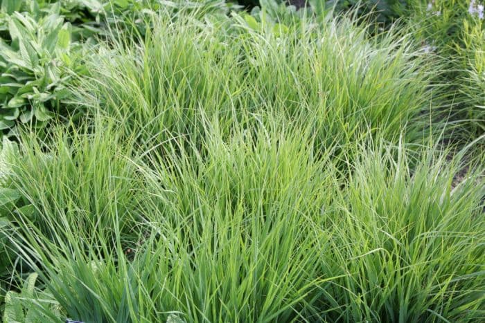 purple moor-grass 'Poul Petersen'