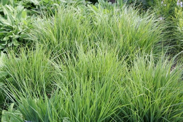 Purple moor-grass 'Poul Petersen'