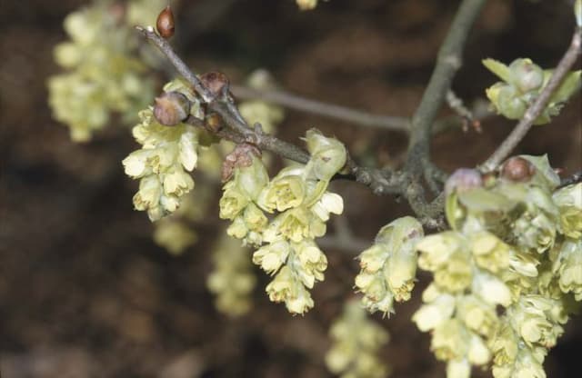 Veitch winter hazel