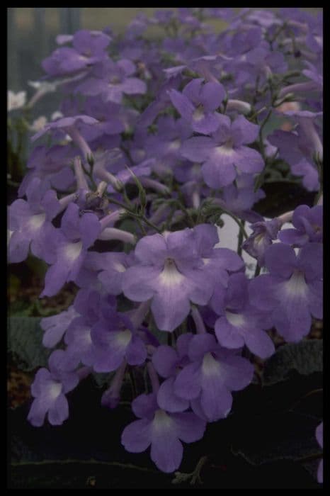 Cape primrose 'Helen'