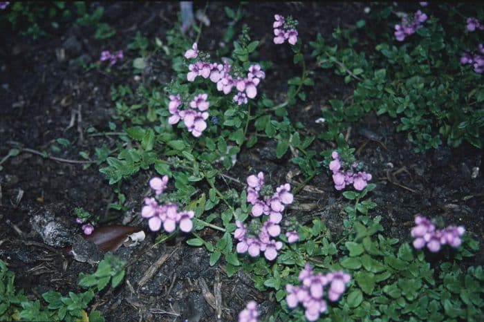 twinspur 'Lilac Belle'