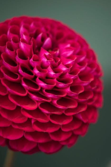 dahlia 'Amy Cave'