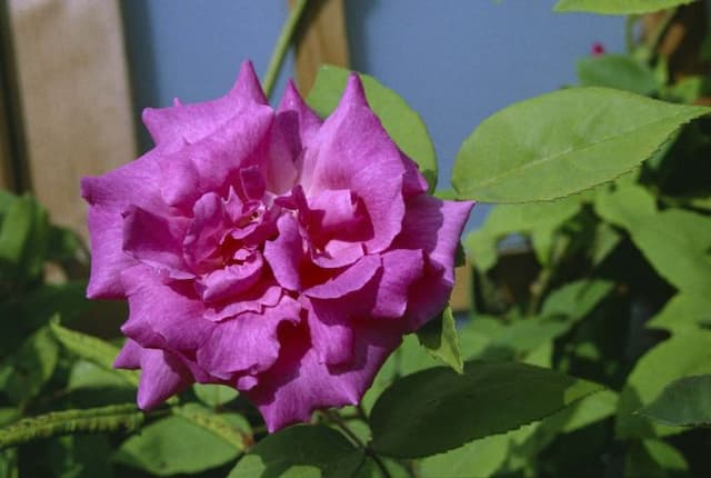 Thornless rose