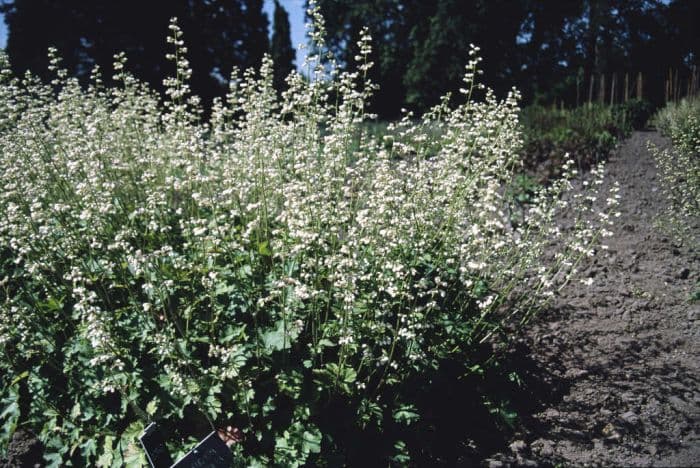 alum root 'Alba'