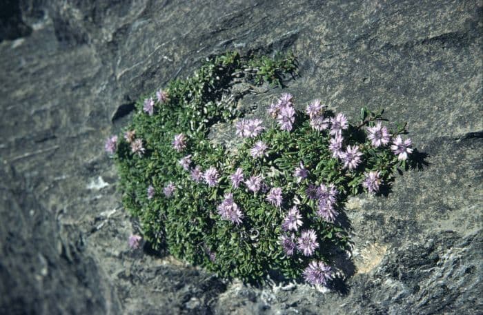 heart-leaved globe daisy