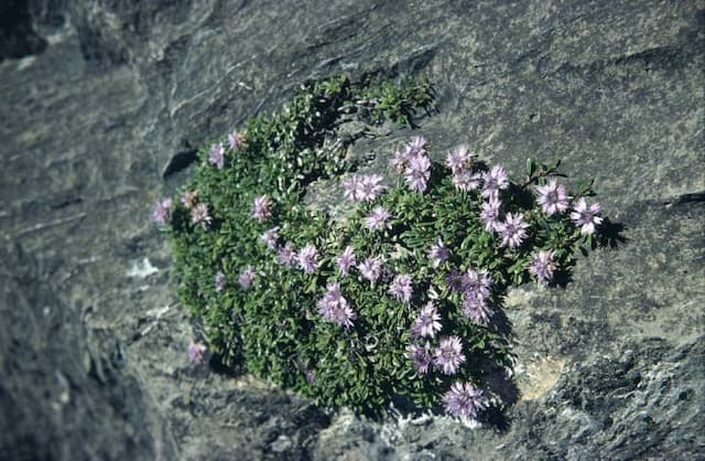 Heart-leaved globe daisy