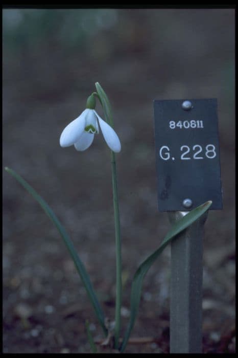 snowdrop 'Magnet'