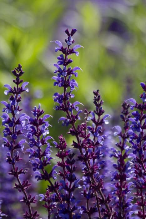 wood sage 'Rügen'