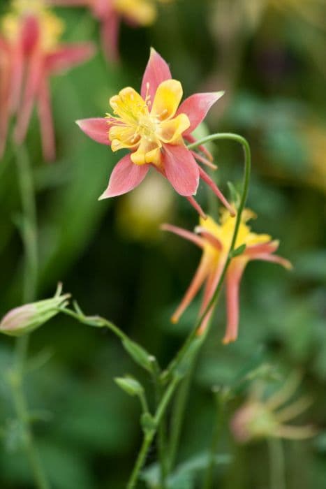 Mexican columbine